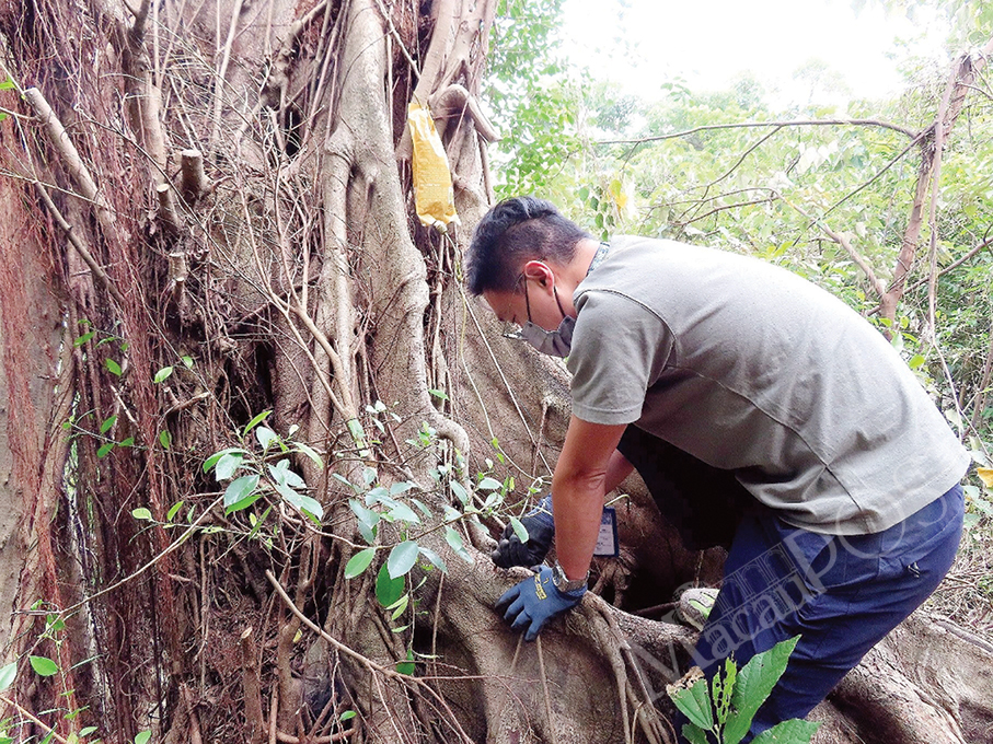 Banyan tree on Mong-Ha Hill faces axe due to brown root rot: IAM