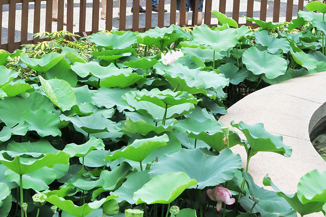 6,000 potted lotus flowers to beautify city next week 