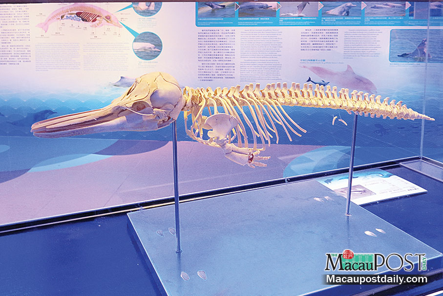 Exhibition of dolphin skeletons aims to raise ocean awareness