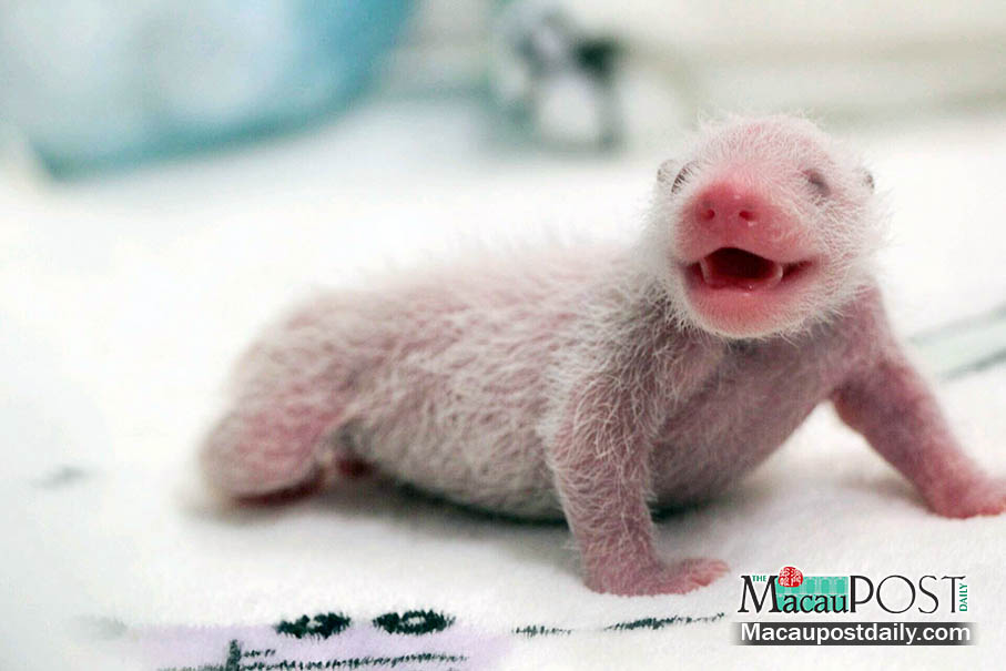 Panda cubs put on weight, get infant names – Tai Pou & Sio Pou