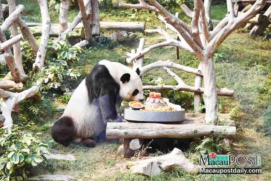 Panda papa Hoi Hoi celebrates his 8th birthday