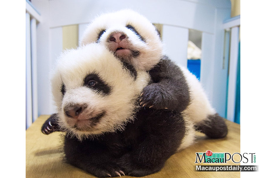 Govt names panda twins  Kin Kin & Hong Hong
