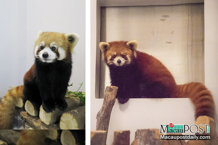 Red panda pair undergoing quarantine 