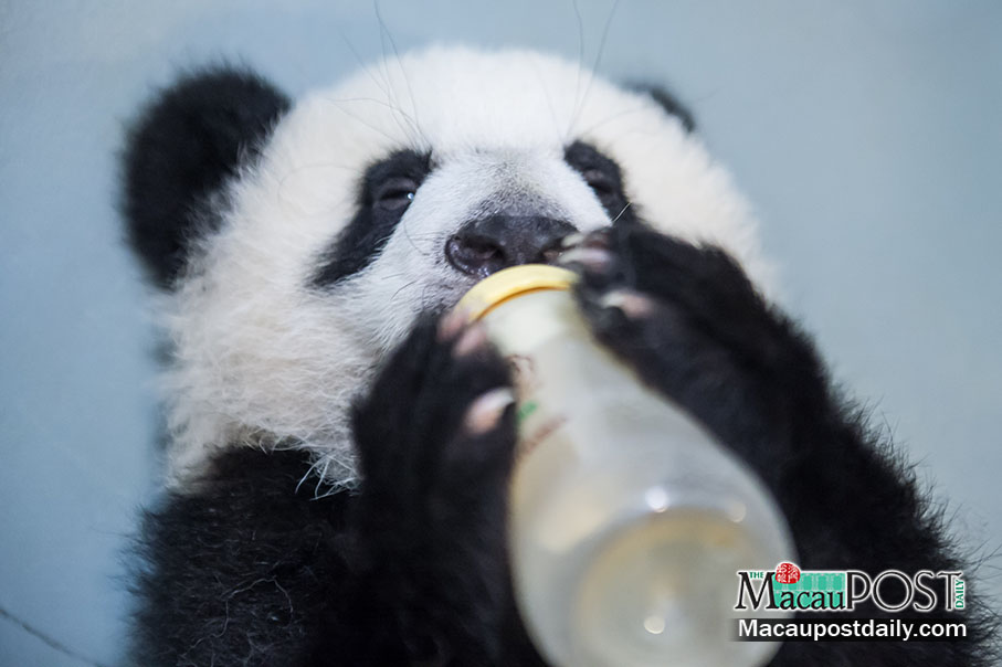 Panda twins & parents to meet public  during Chinese New Year