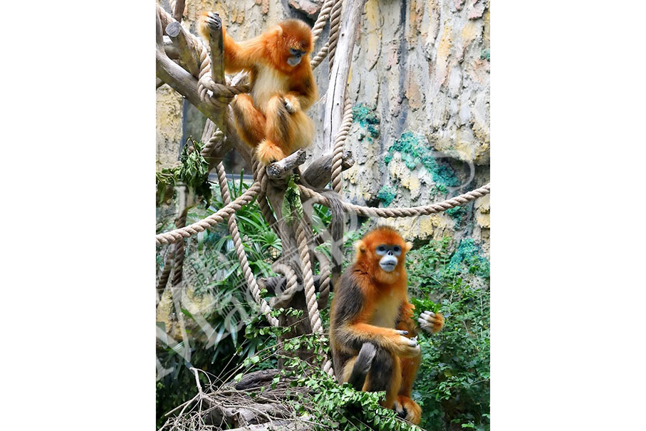 Golden monkey pair ready to meet public from tomorrow