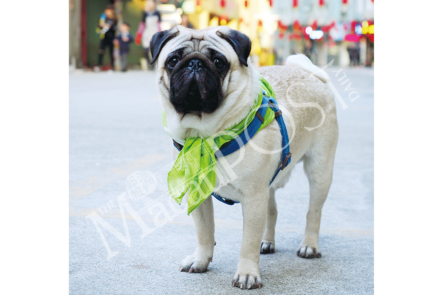 Pug Luck: It’s the Year  of the Dog