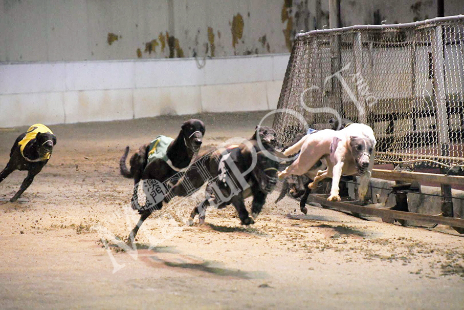 Anima vows to continue fight for greyhounds