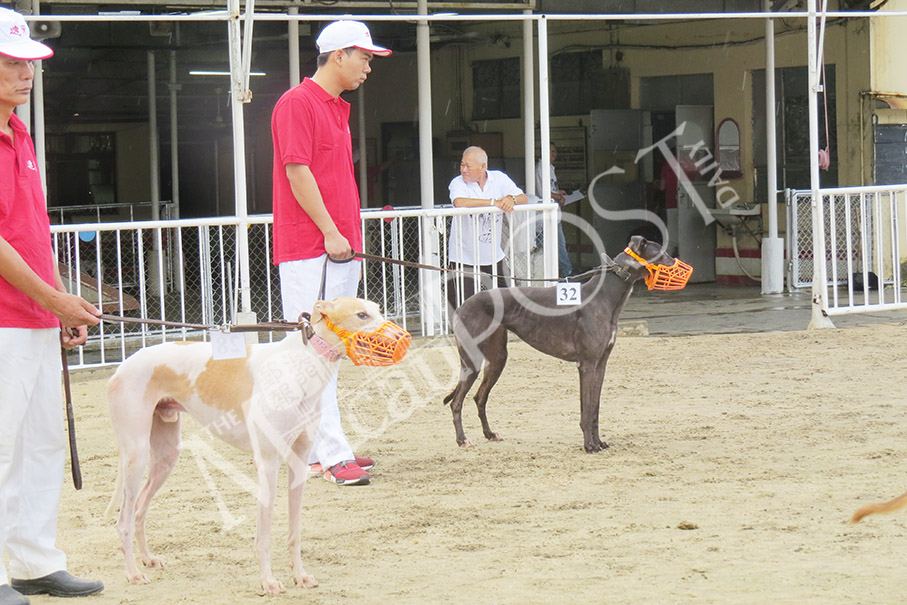 Canidrome holds final greyhound adoption day 