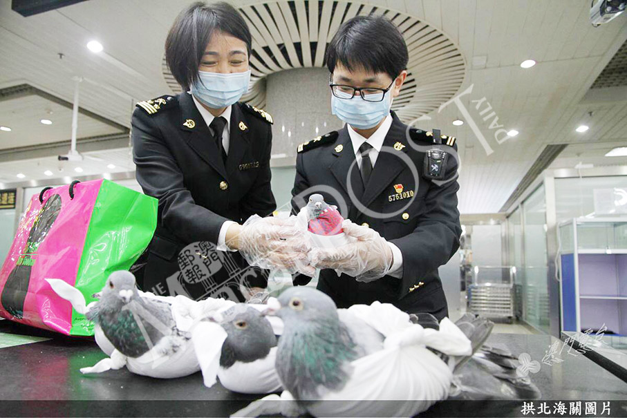 Local fails to declare 5 pigeons  at Gongbei customs