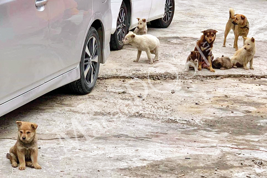 Macau’s strays need rehoming now that all greyhounds have found new homes