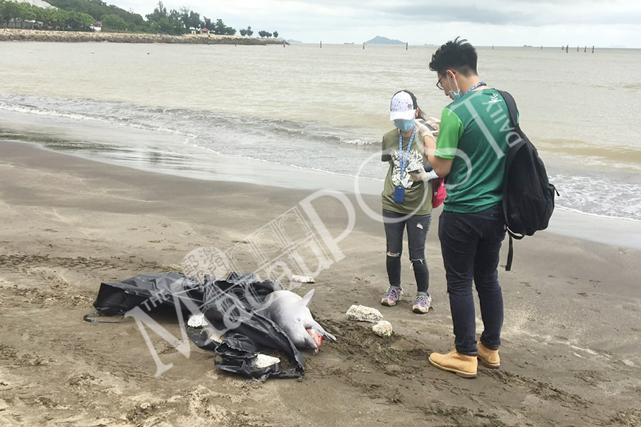 Dead dolphin washed up  on Hac Sa Beach