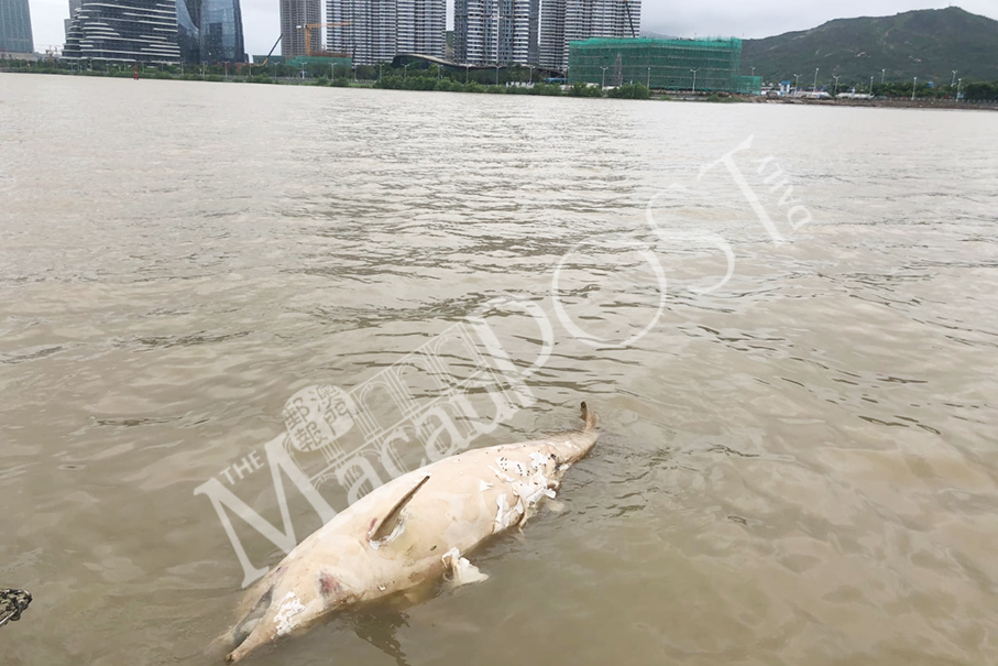 Dead dolphin found outside Ocean Gardens, 2nd case in 5 days