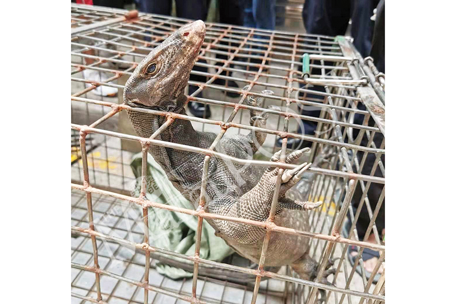 Monitor lizard ‘falls from sky’, shocks passers-by