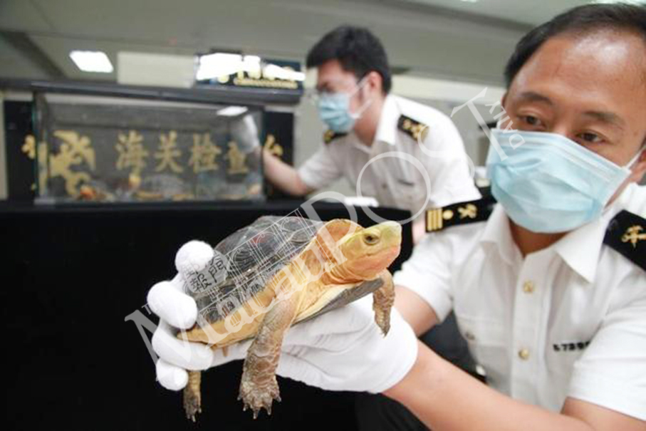 Gongbei Customs stops woman smuggling endangered ‘golden turtles’