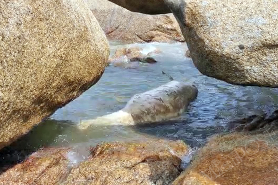 Dolphin carcass found off  Coloane shore