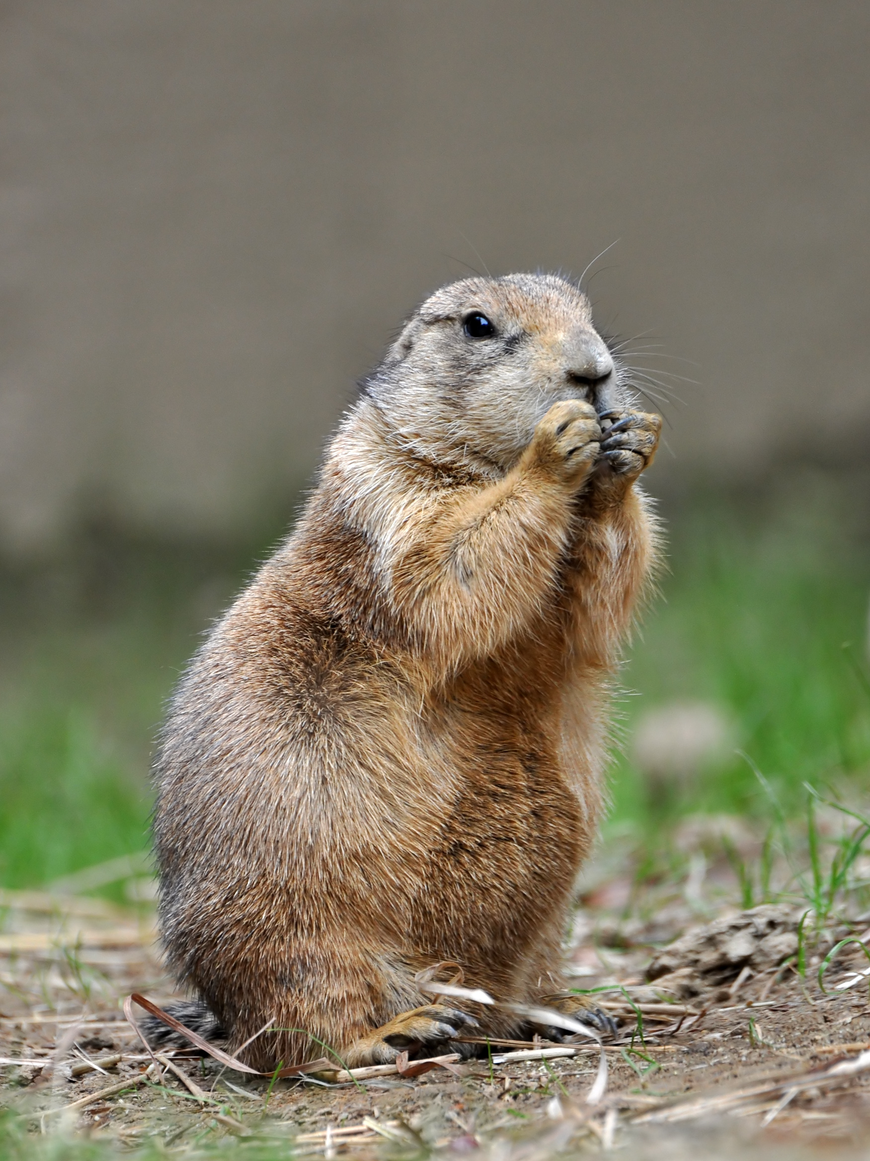 One of 2 abandoned prairie dogs dies: IAM