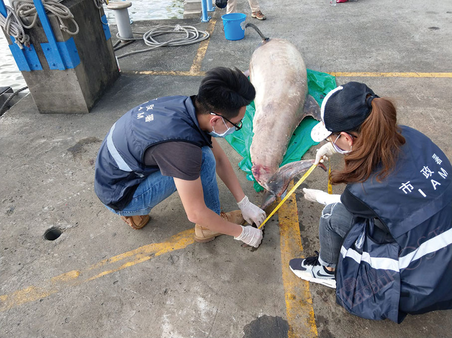 Another Cetacean found on city’s shore