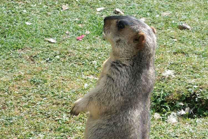 IAM still looking for suitable place for ‘healthy’ prairie dog