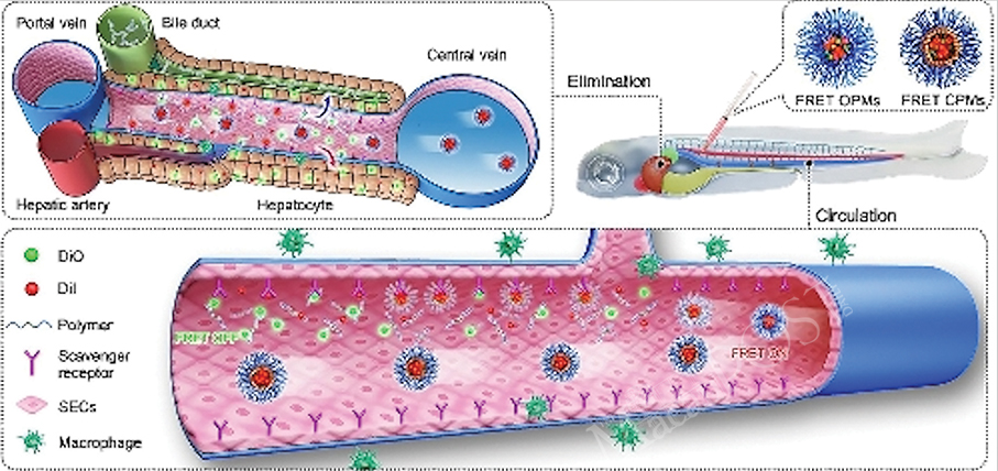 UM reports breakthrough in nanomedicines’ biofate in vivo