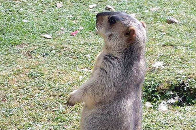 Prairie dog is alive and well: IAM