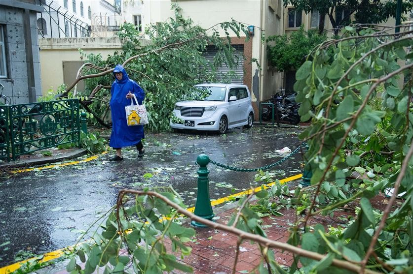 Typhoon Higos damages 1,000 trees: IAM 