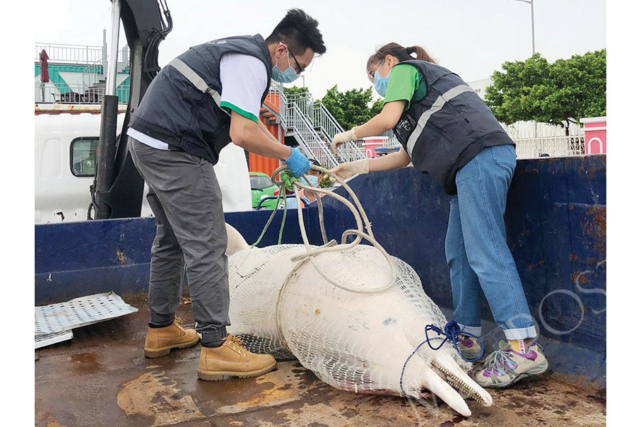 Dead dolphin found off Coloane