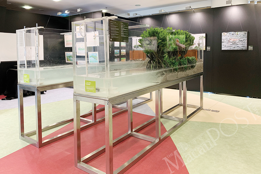 USJ exhibition shows Macau’s mangroves ‘treasure’  