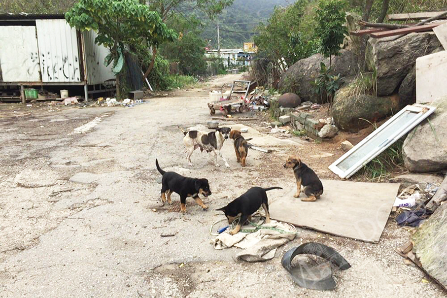 TNR the only way to help reduce strays in Macau: ANIMA