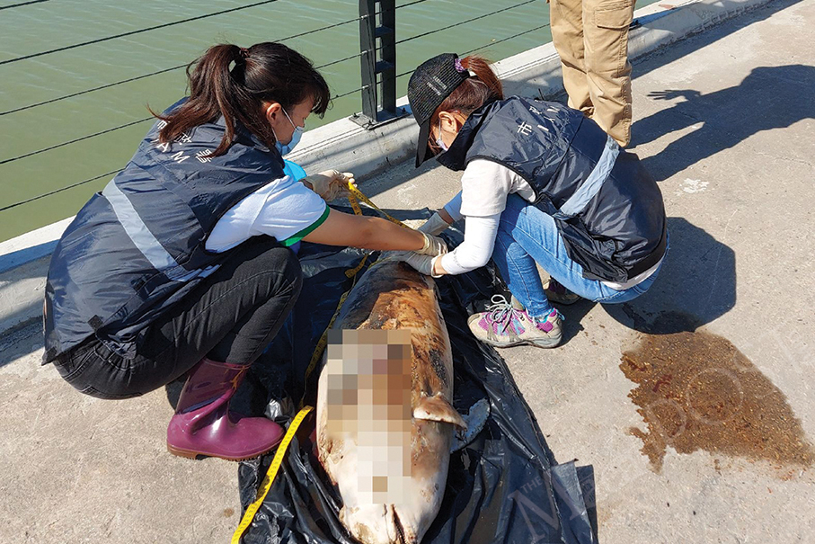 Dead porpoise found off Coloane