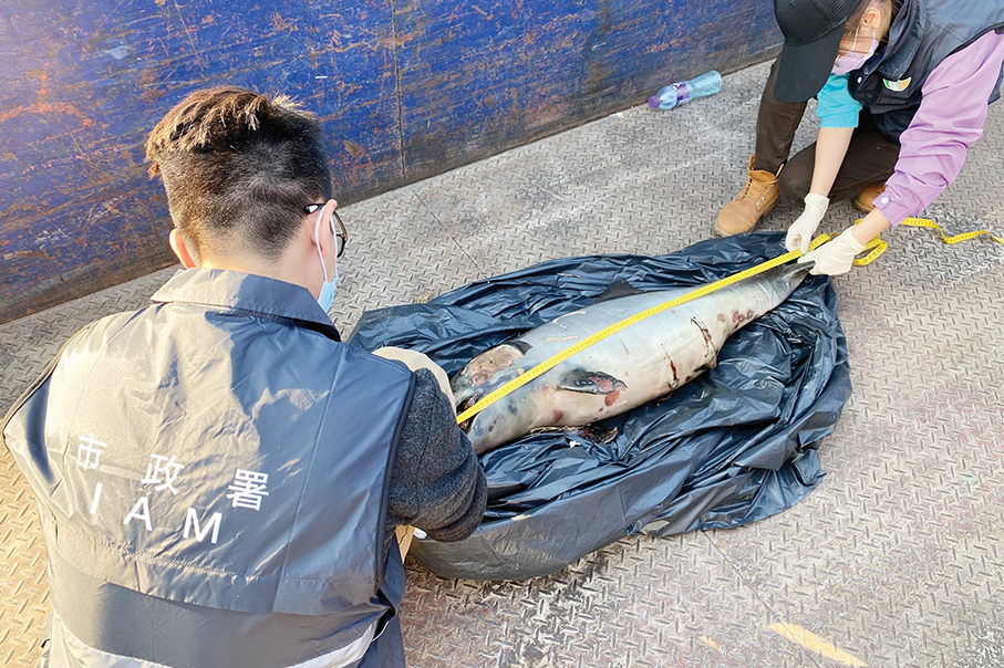 Dead white baby dolphin found near airport