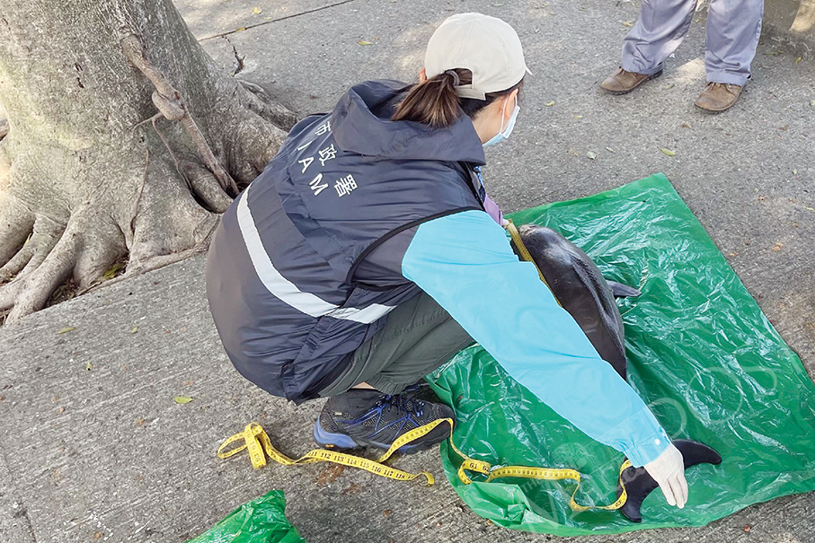 Porpoise calf’s carcass found near Hac Sa