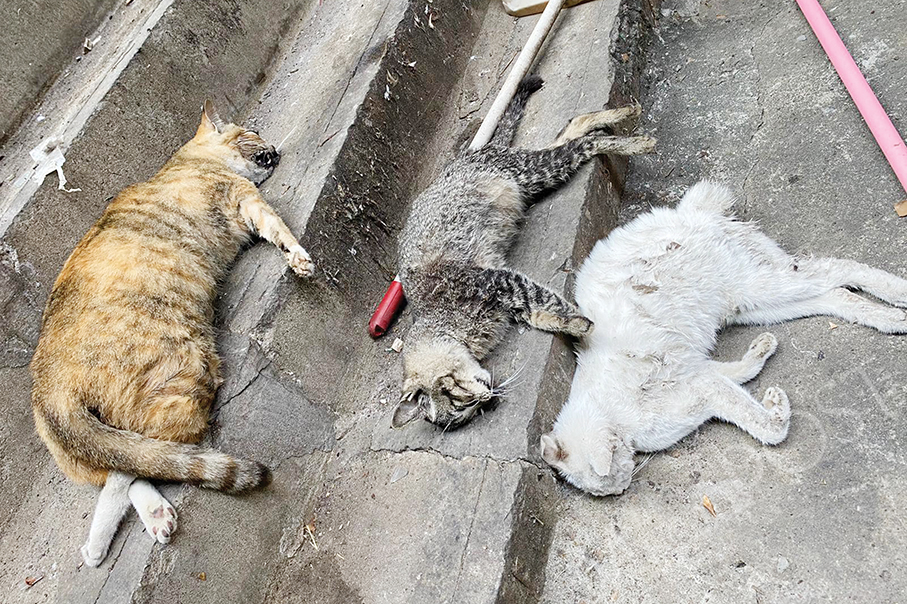 IAM pays ‘very close’ attention to cat death cases