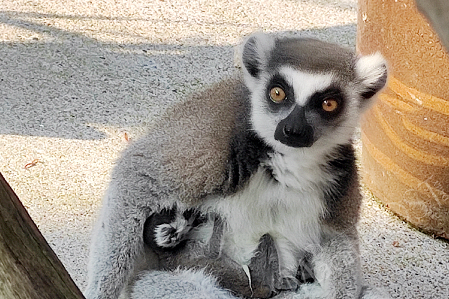 Seac Pai Van Park’s ring-tailed lemur has twins: IAM