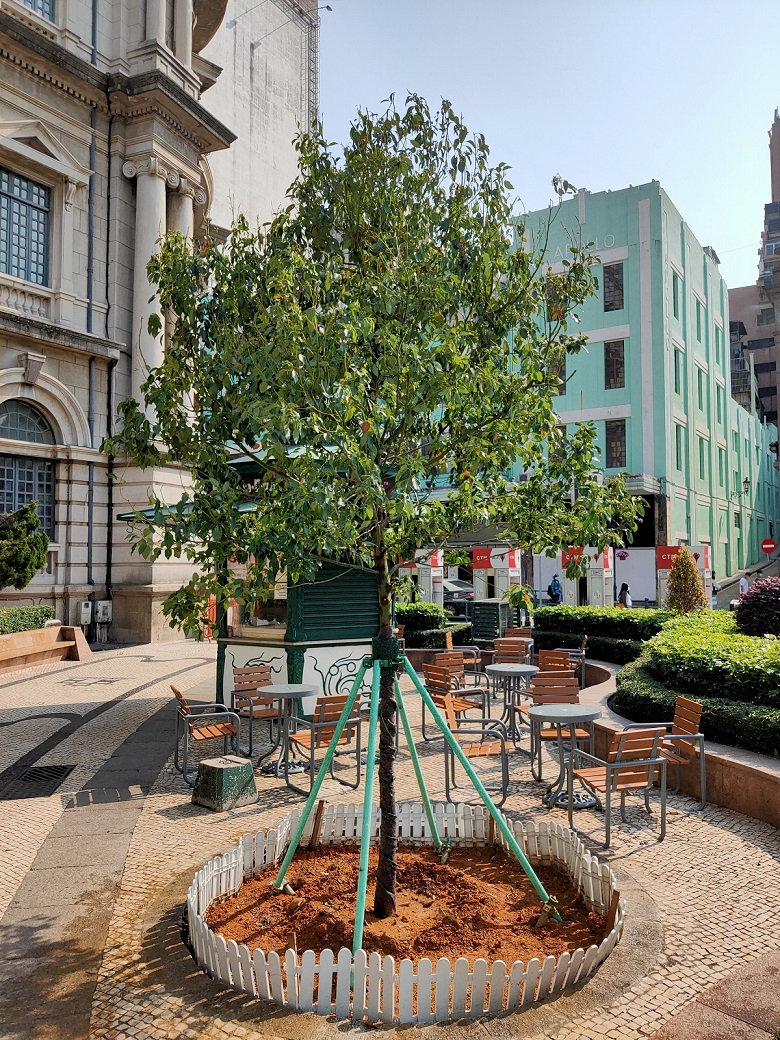 Macau plans to plant 5,000 trees in 2020/21