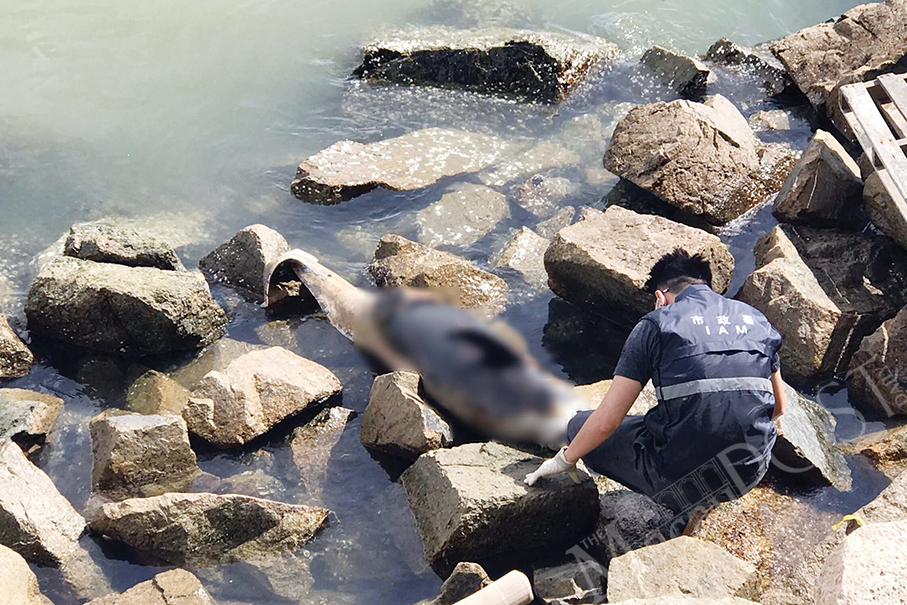 Dead adult porpoise found off Coloane