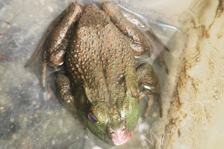 IAM urges residents not to abandon American bullfrogs