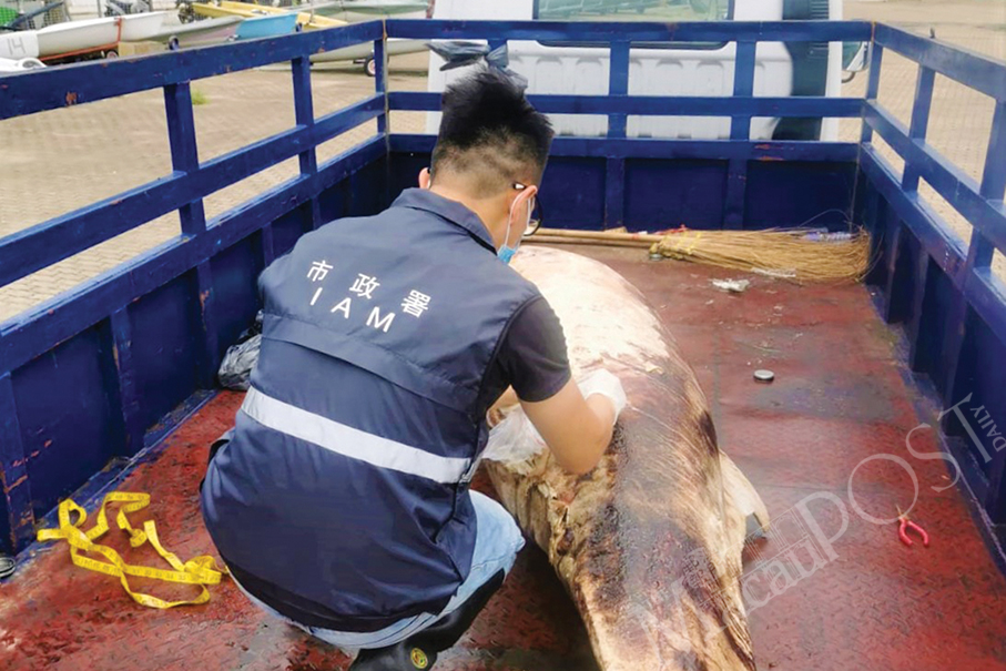 Dead white dolphin found near Hac-Sa Nautical Centre: IAM