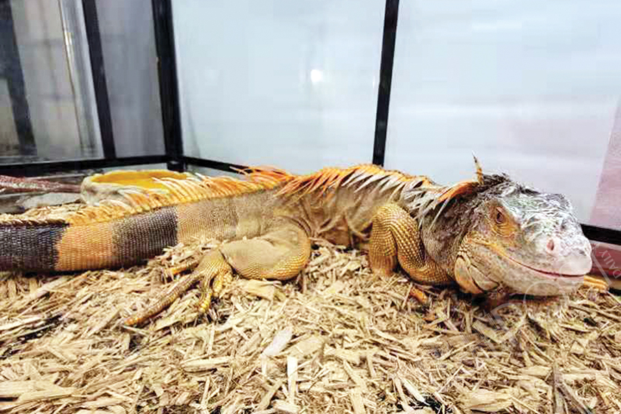 American iguana found in Coloane: IAM