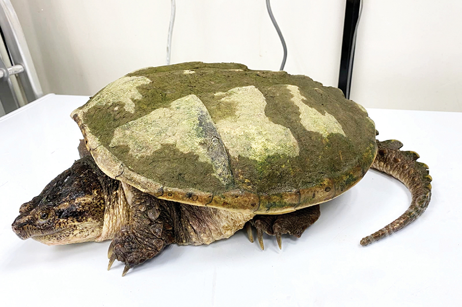 3 snapping turtles found by IAM staff  