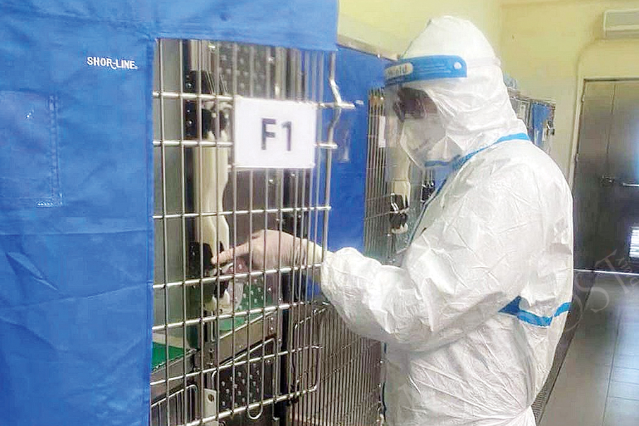 IAM takes care of quarantinees’ pets