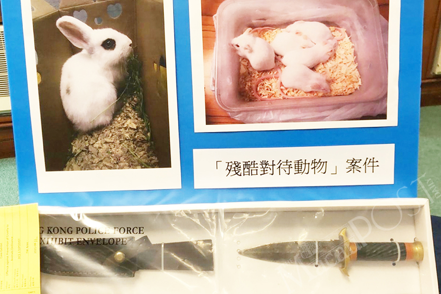 Man in HK arrested for animal cruelty over 'voodoo service'