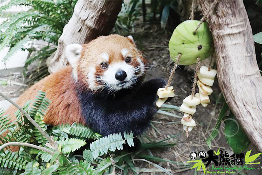 Macau’s red panda Tong Tong dies aged 8: IAM