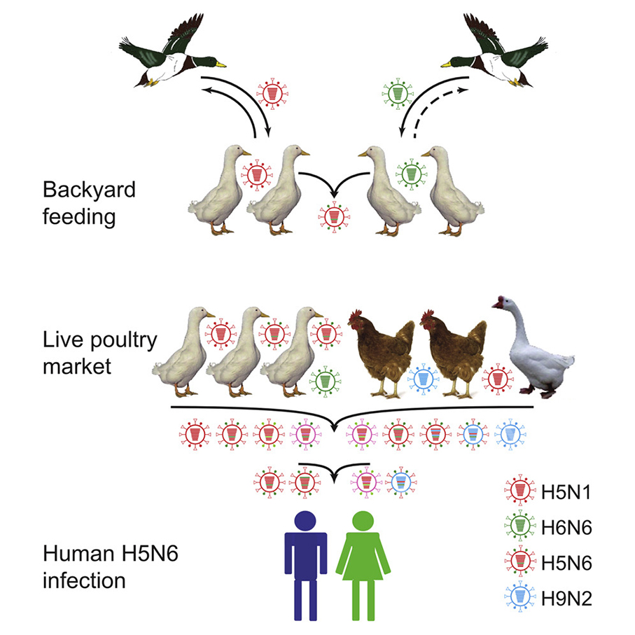 New case of H5N6 bird flu confirmed in Hunan: SSM