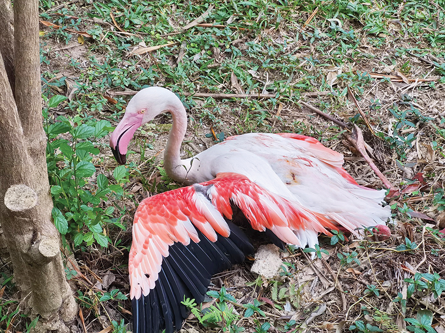 3 stray dogs kill 6 flamingos: IAM