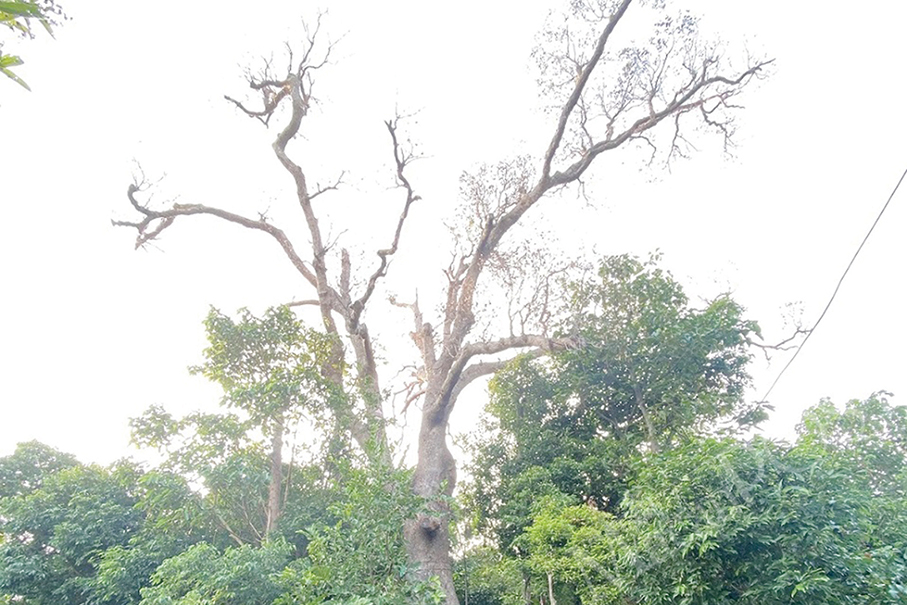 IAM treats camphor tree at Guia Hill Municipal Park