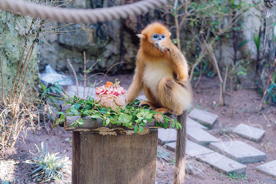 IAM celebrates snub-nosed monkey’s 2nd birthday