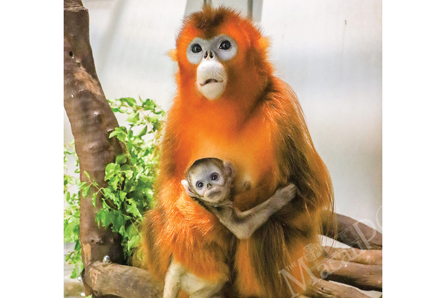 Golden snub-nosed monkey family welcomes baby boy: IAM