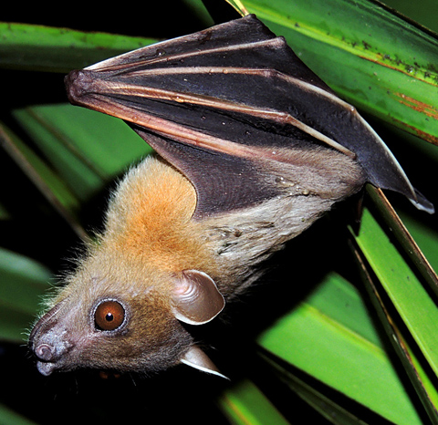 Chinese scientists reveal how bats facilitate virus transmission