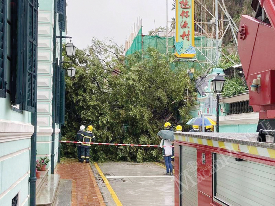 Tree collapses & damages 2 buildings: firefighters