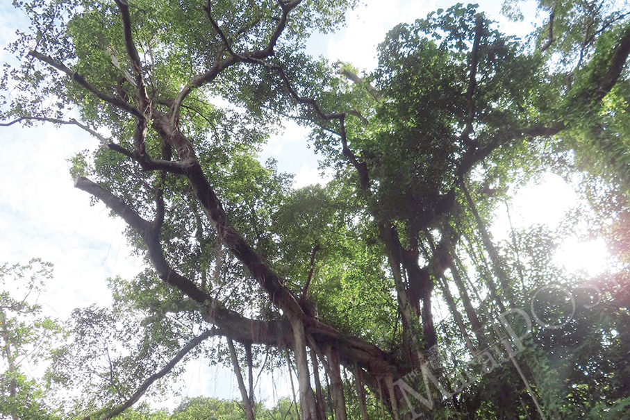 IAM plans to remove Chinese banyan due to severe infestation
